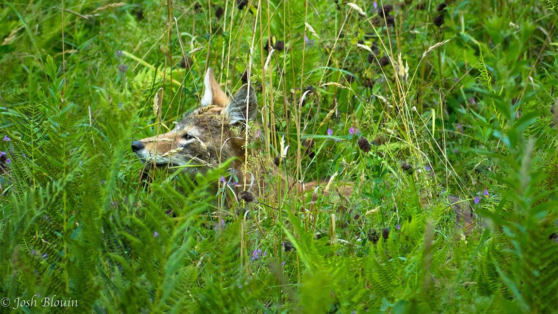 Eastern coyote in tall grass