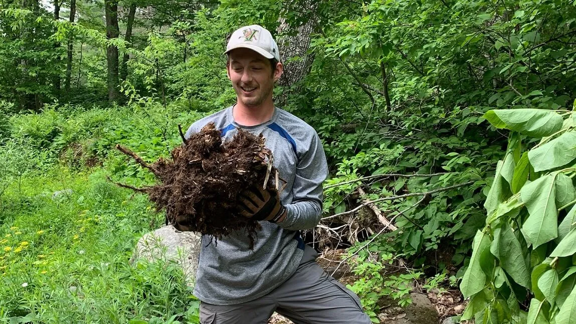 Jack Locker holding a large knotweed root
