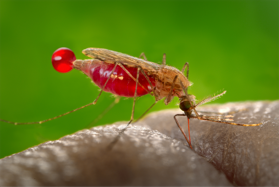 An Anopheles gambiae mosquito bites a person