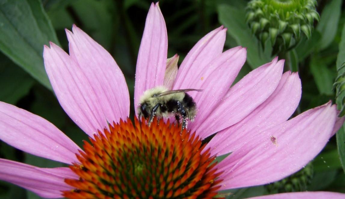 A yellow and black bee on a purple coneflower with an orange center, with green plants in the background