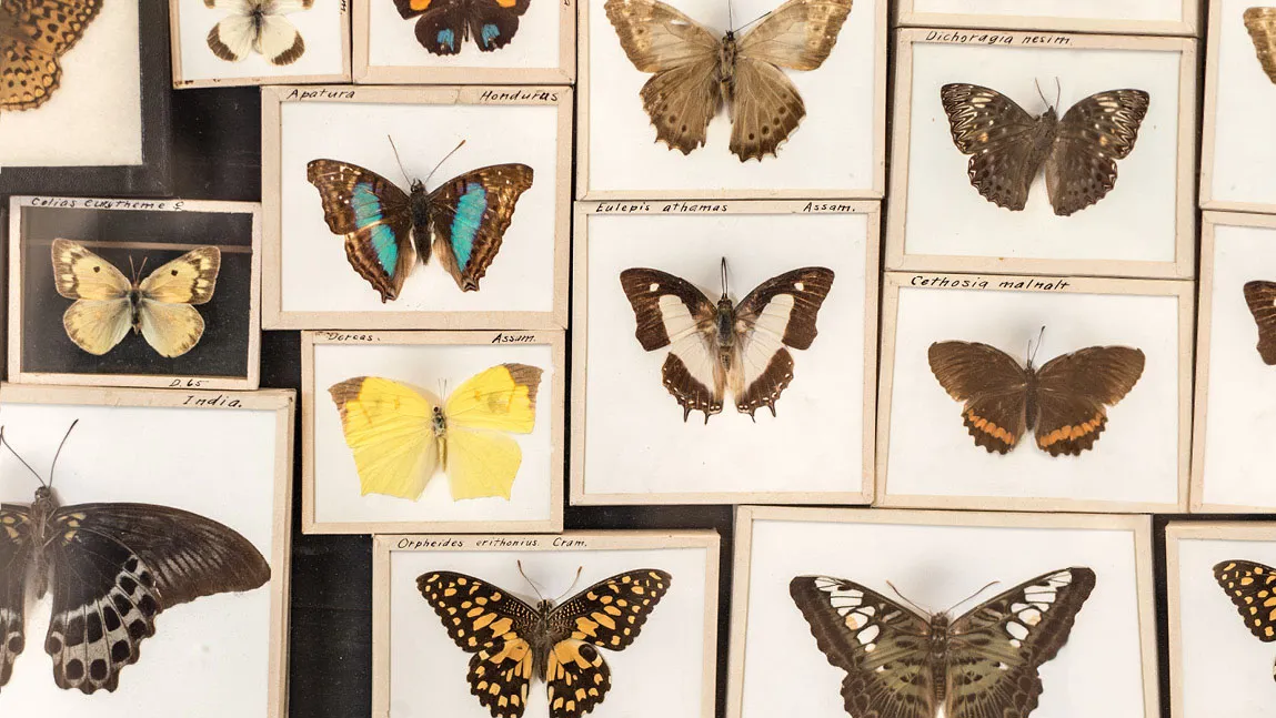 butterflies from a museum of natural history collection