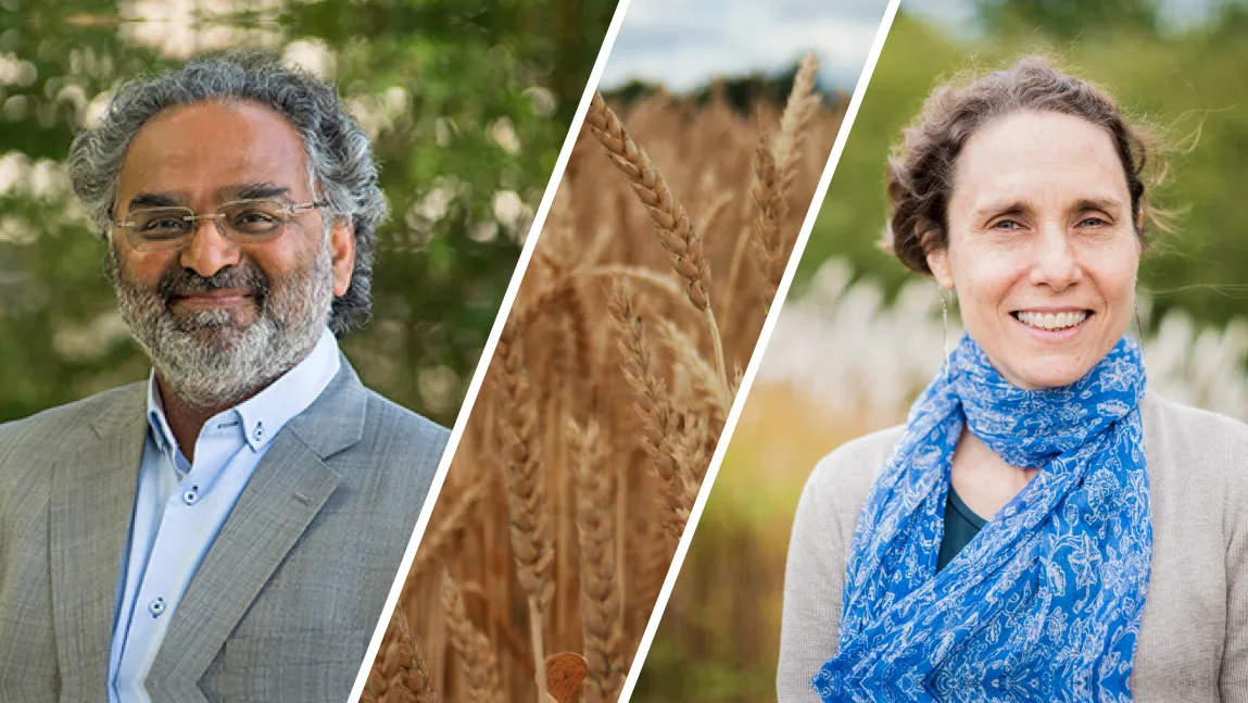 A composite image of Asim Zia on the left, Lini Wollenberg on the right, and a wheat field in the middle. "Wheat Field" by Travel Photographer is marked with CC0 1.0. To view the terms, visit https://creativecommons.org/publicdomain/zero/1.0/?ref=openverse. From https://stocksnap.io/photo/wheat-field-P6BLRPIGCM