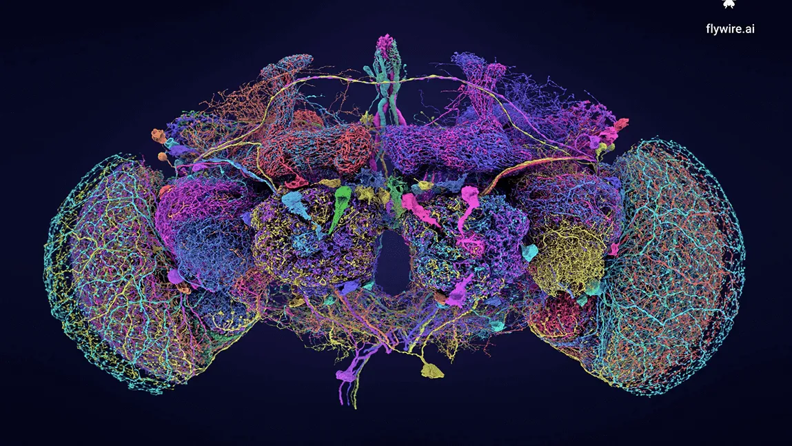 a colorful image of a fruit fly brain, with distinct circuits of neurons shown in different colors