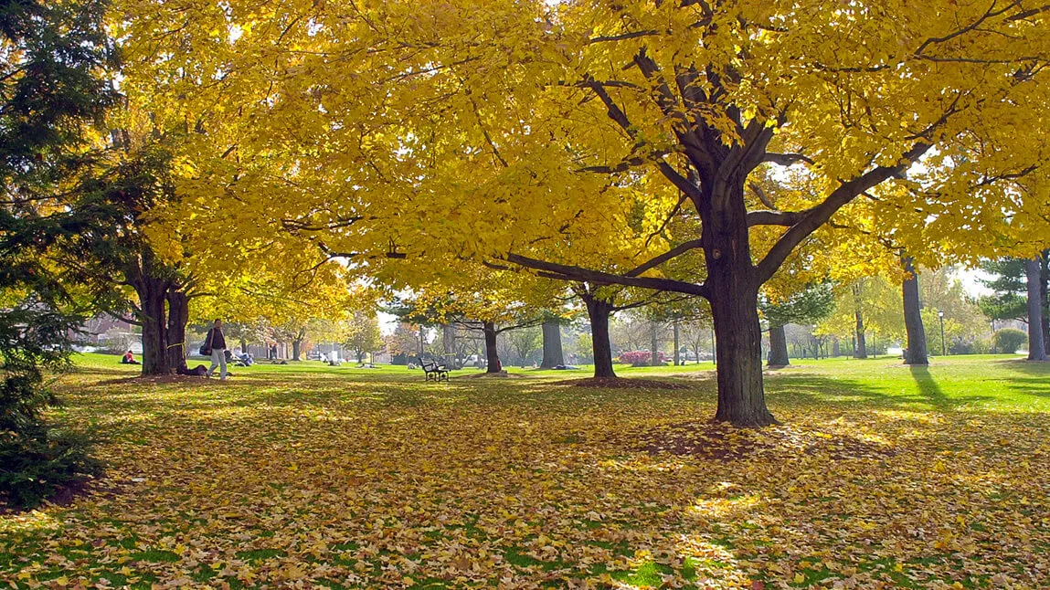 yellow leaves on ground and on tree