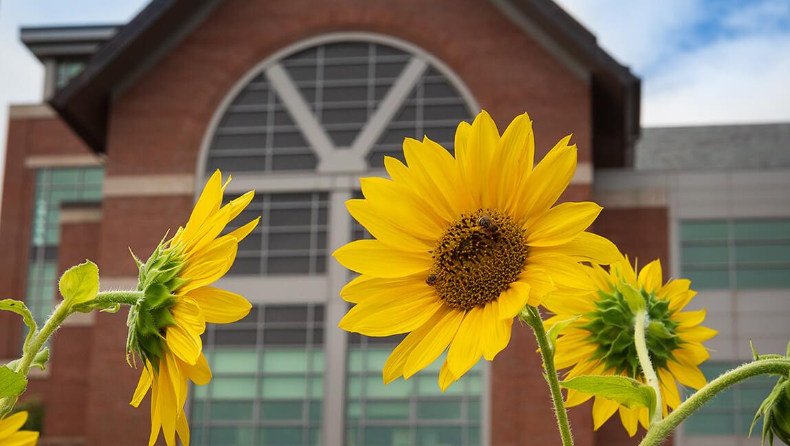 sunflowers outside davis center