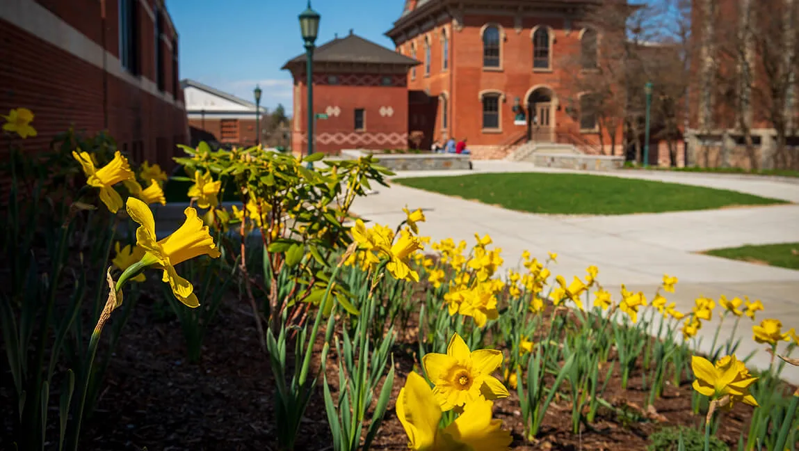 daffodils in bloom on campus