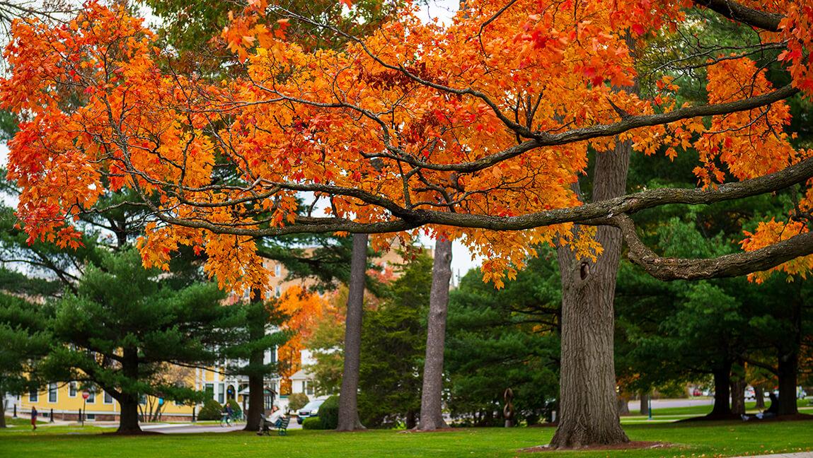 fall colors on campus trees