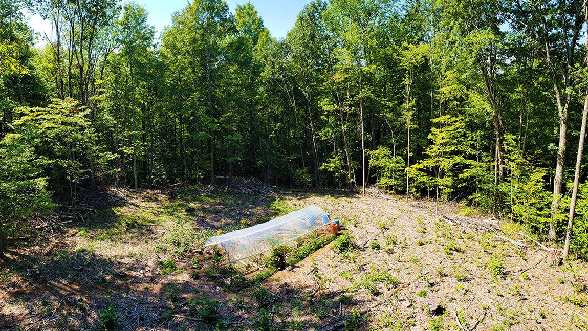 Greenhouse-like structure in a forest clearing