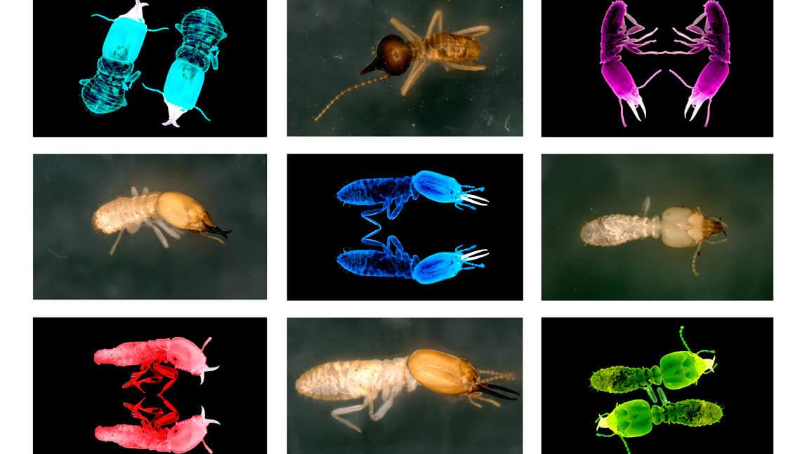 Fluorescent slide scans of wood termites 