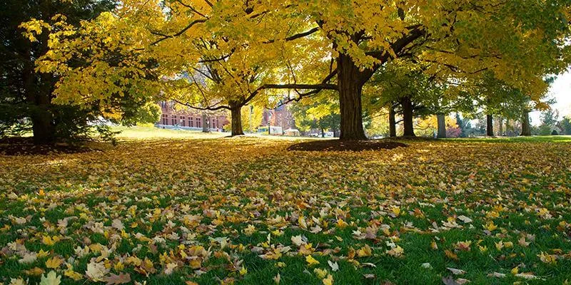 UVM in fall