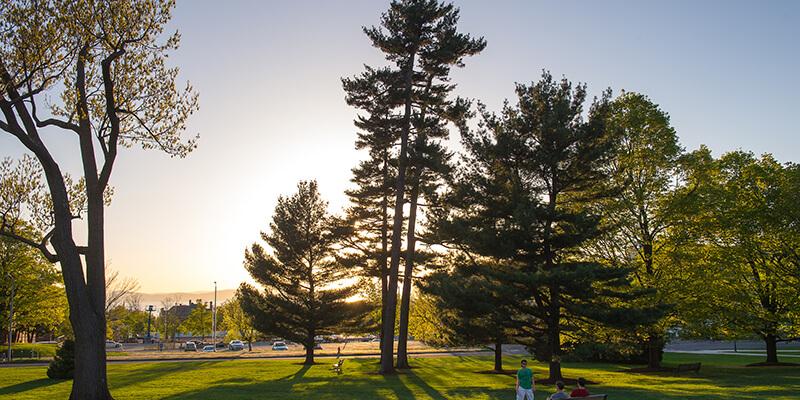 Pine trees at sunset on the UVM Green