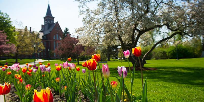 tulips blooming on campus green