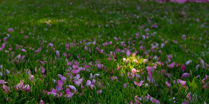 flower petals in grass