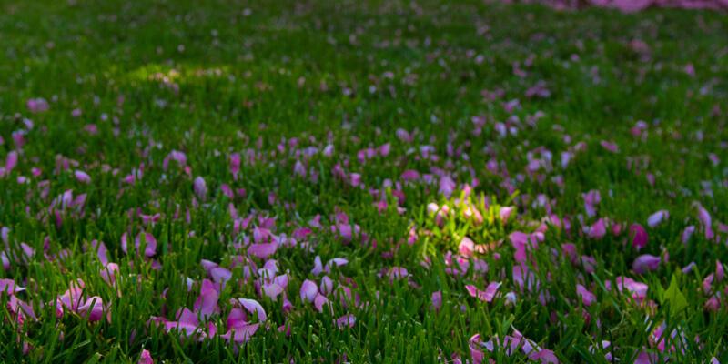 flower petals in grass