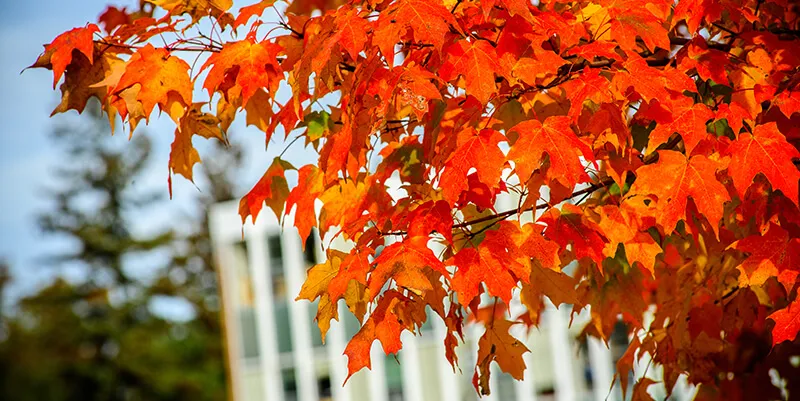 bright orange fall leaves on Trinity campus