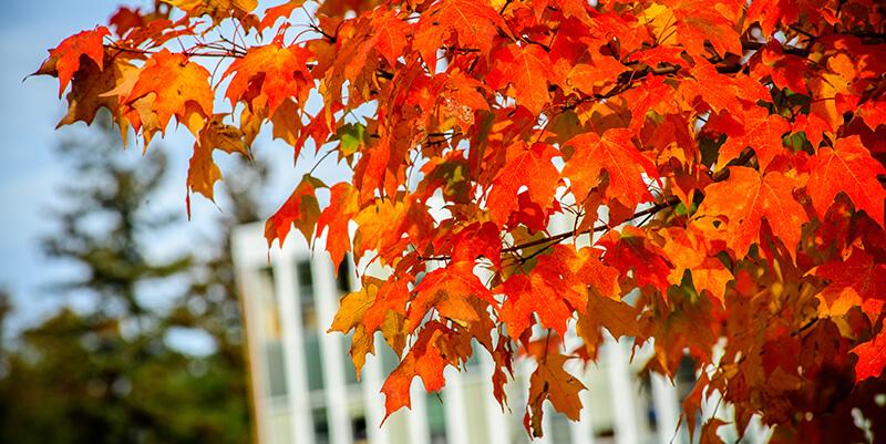 bright orange fall leaves on Trinity campus
