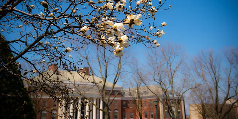 buds on trees in foreground with waterman building in background