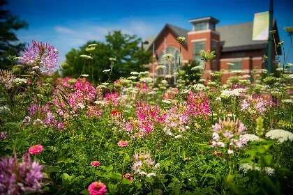 UVM campus in the spring with flowers blooming