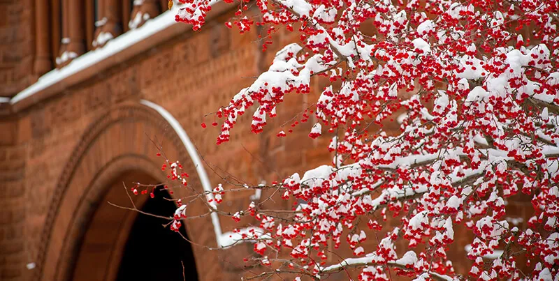 snow on red berries in front of campus building