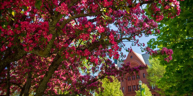 pink blooms on tree with building in background