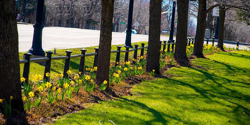 spring daffodils blooming
