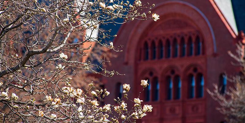 spring blooms on tree in front of campus building