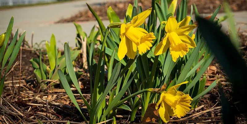 daffodils