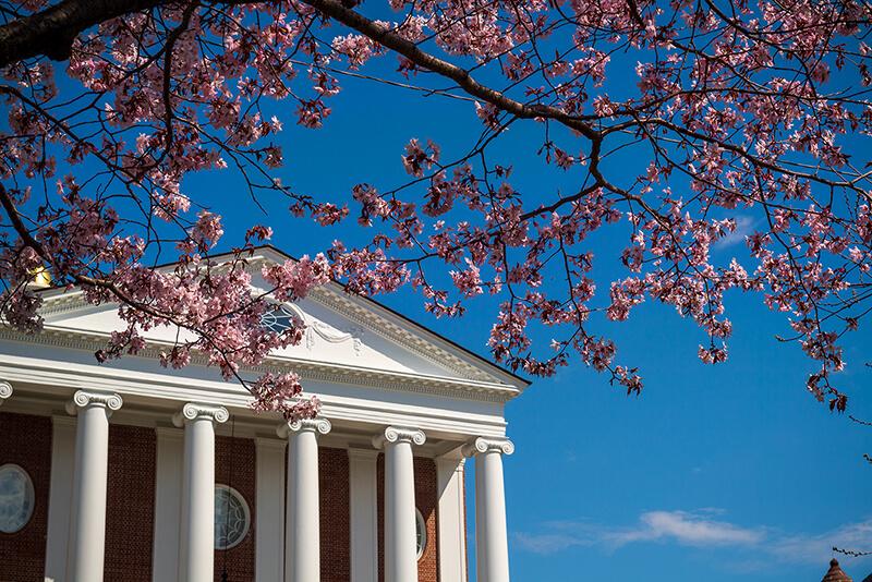 pink blossomed tree in spring in front of Ira Allen Chapel