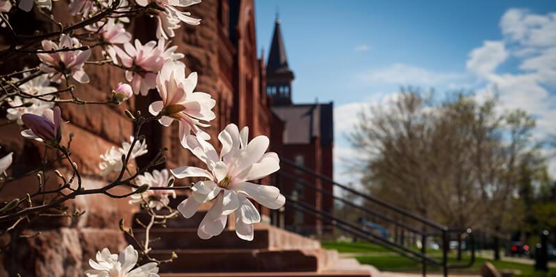 spring blooms on campus green