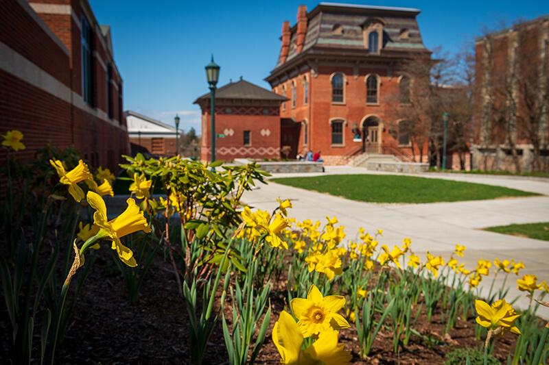 daffodils