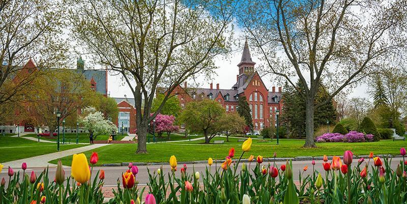 campus green and colorful tulips