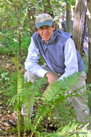 David Barrington checking on ferns in woodland setting