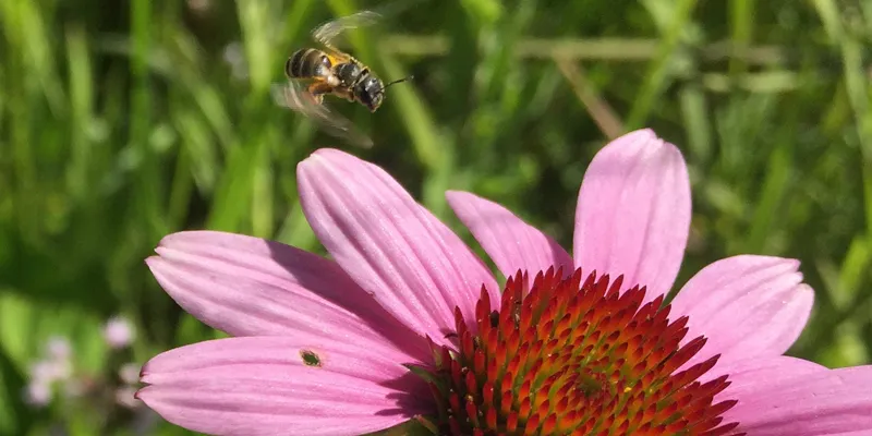 A bee hovers midair above a pink flower