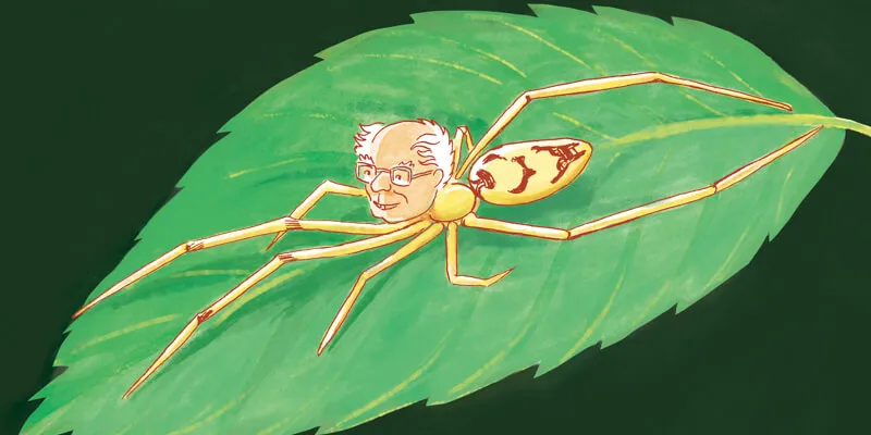 Bernie spider