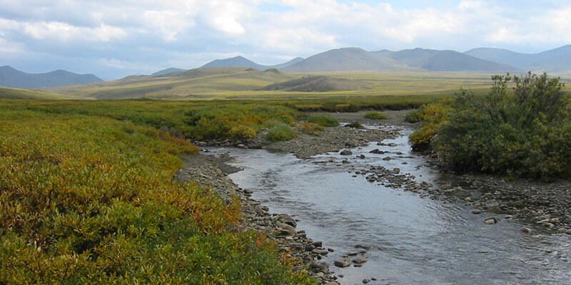 Arctic stream. Courtesy of Breck Bowden.
