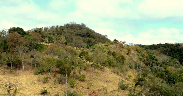 Brazilian Cerrado