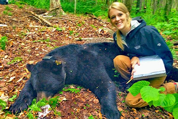 Rubenstein School student Caitlin Drasher volunteers to help radio collar black bears in a study conducted by VT Dept. of Fish and Wildlife.
