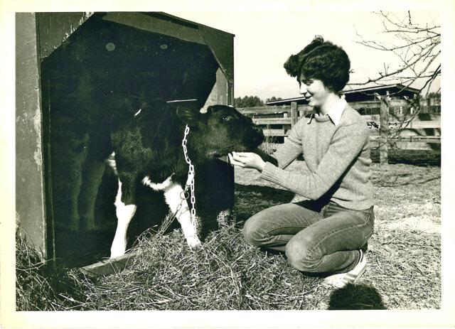Girl feeding calf