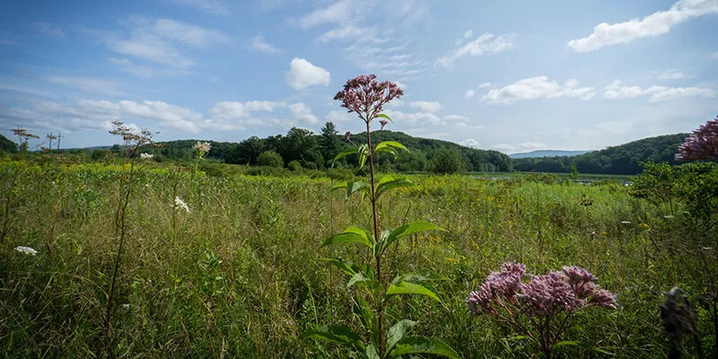 Field and pond at Carse Wetlands Natural Area