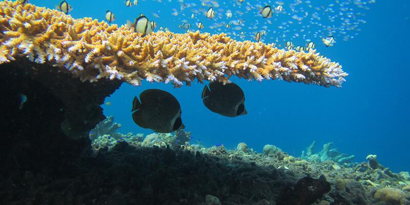 butterflyfish on reef