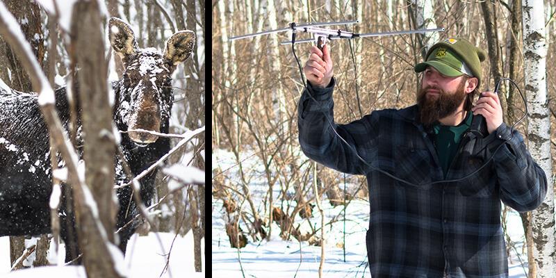 Moose in the snow and Chris Lampart using radio-telemetry equipment