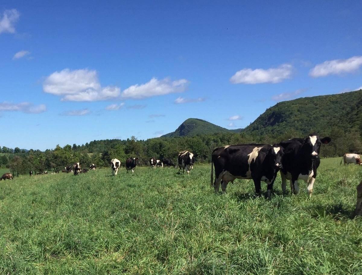 Cows grazing on green grass in a pasture