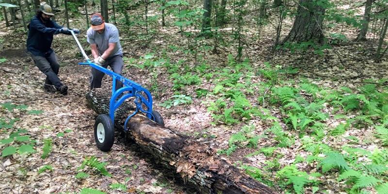Interns drag a log in the forest