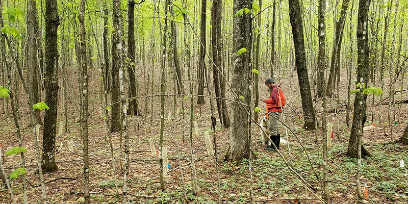 Student and dog in maple forest