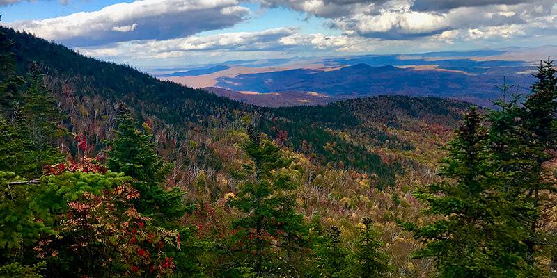 Vermont forest landscape
