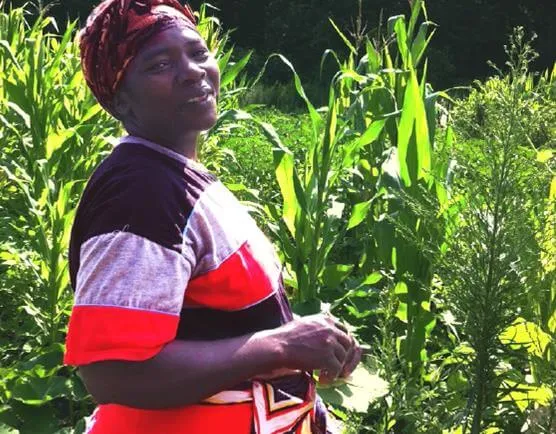 A Vermont Farmer in a Cornfield