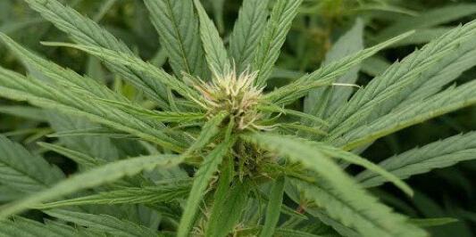 Close up of hemp