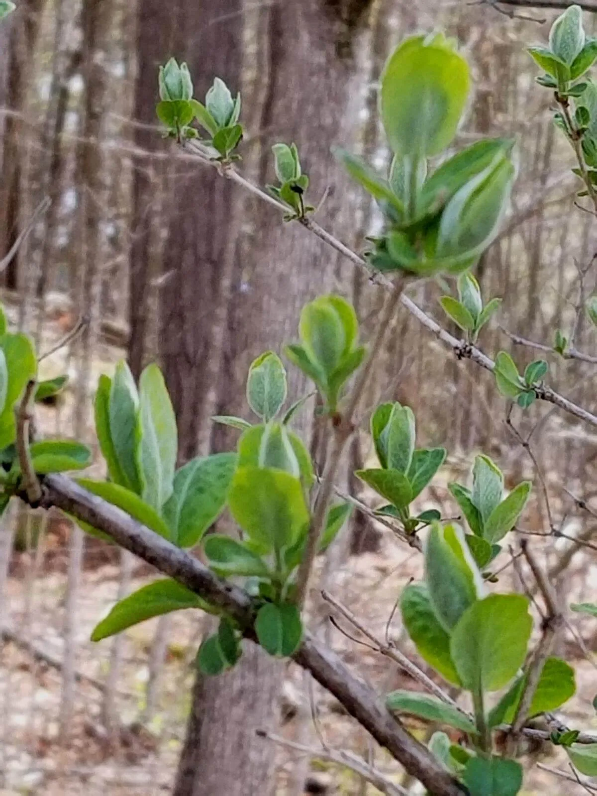 An invasive honeysuckle that shows its unique markings by its smooth-edged, oval-shaped leaves 