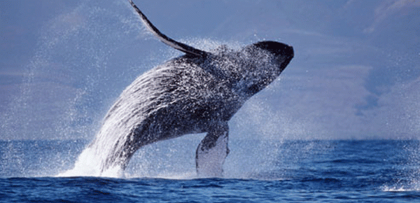 humpback whale