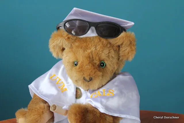 teddy bear wearing white robe, sunglasses says UVM CALS